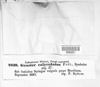 Geaster calyculatus image